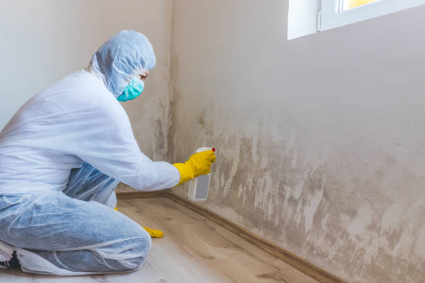 Licensed Crawl Space Mold Removal service in Richmond, MN - WQB Mold Removal
