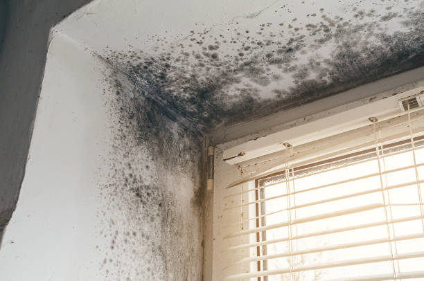 Affordable Crawl Space Mold Removal solutions in Richmond, MN
